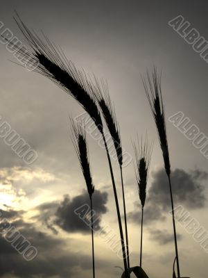 silhouettes of five barley ears