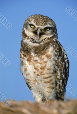 Perched Burrowing Owl