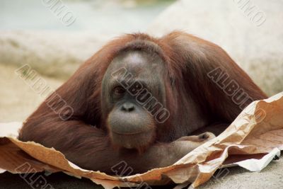 Orangutan Lying on Paper