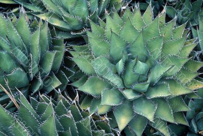 Pineapple green Cactus