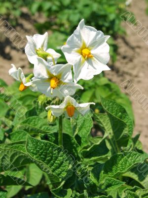 potato flowers