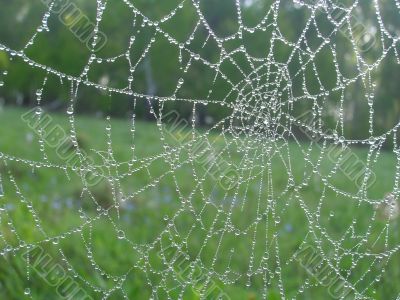 Web nature