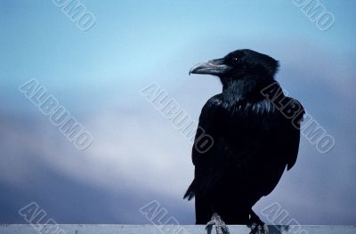 Perched Raven