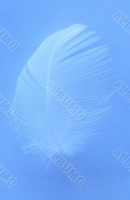 White Feather