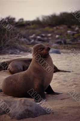 Sea Lion, Galapagos Islands