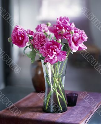 Vase of Peonies