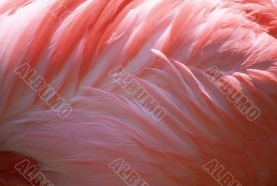 Red Flamingo Feathers