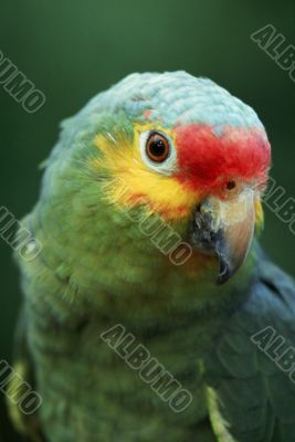 Green Tropical Parrot