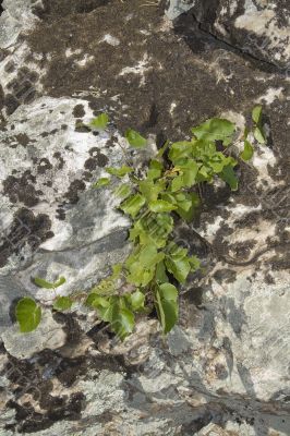 birch stick on rock