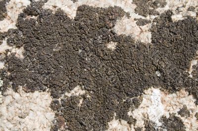 lichen on the stone