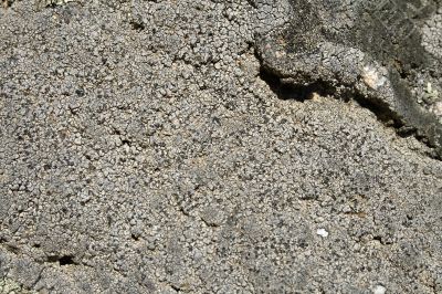 lichen on the stone