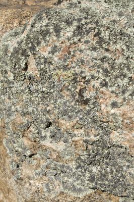 lichen on the stone