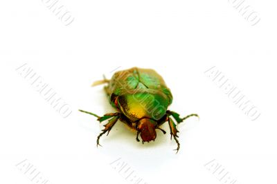 green bug on white background