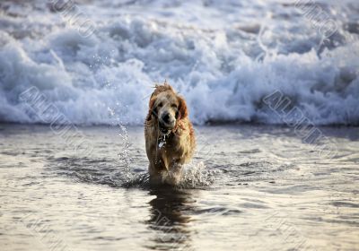 Labrador retriever
