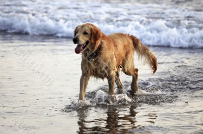 Labrador retriever