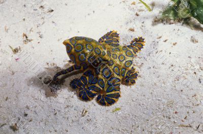 Blue Ringed Octopus, Mabul Island, Malaysia