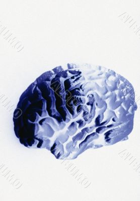 Human Brain on white background