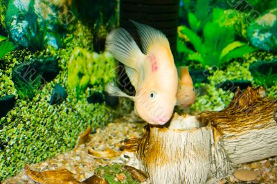 Parrot fish