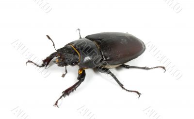 stag beetle