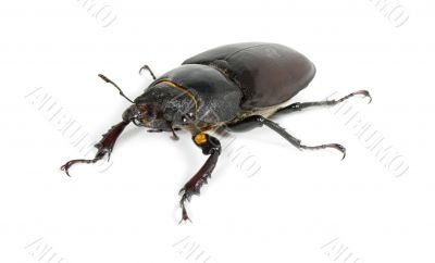  stag beetle