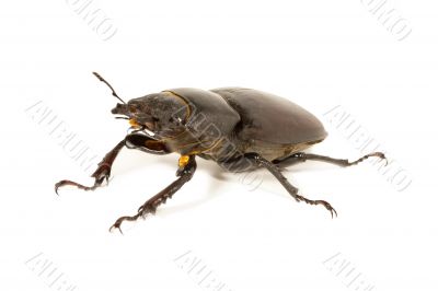 stag beetle