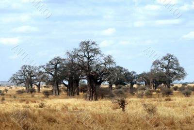 Baobabs,Tanzania