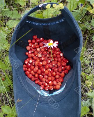 wild strawberry