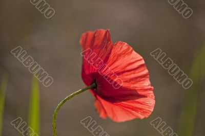 poppy