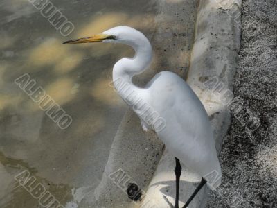 White egret in Flamingo gardens in Florida