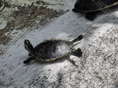 A small turtle in Flamingo gardens in Florida