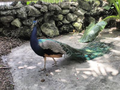 A peacock in Flamingo gardens in Florida