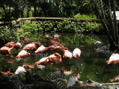 Red Flamingos in Florida