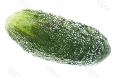 cucumber in water macro