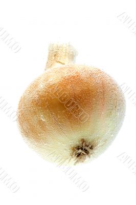 Onion in water