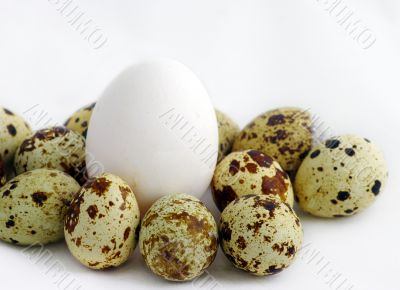 usual egg among unusual another