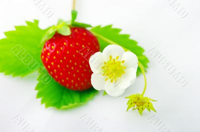 Strawberries and flowers on white background.