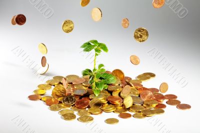 Growing tree on coins