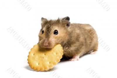 Hungry hamster