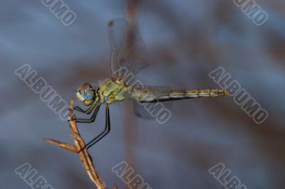 Dragonfly ( sympetrum sp )