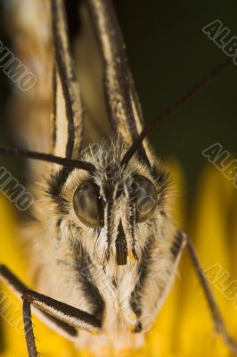 Melanargia butterfly