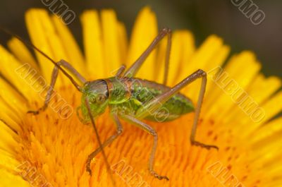 Grasshopper (steropleurus sp)