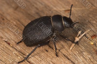 Beetle (Timarcha Tenebricosa)
