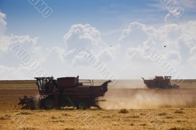 Harvest time
