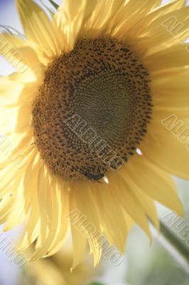 	sunflower / soft toning / pleasant pastel colors