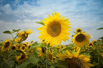 	sunflowers under a blue sky