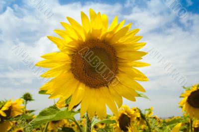 sunflowers under a blue sky