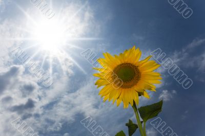 sunflower under a blue sky