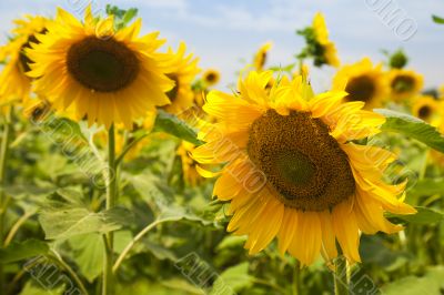 sunflowers under a blue sky