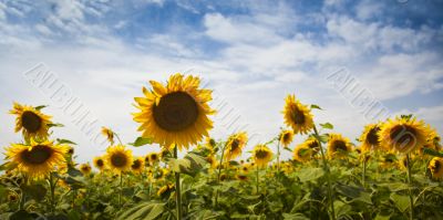 sunflowers / panoramic