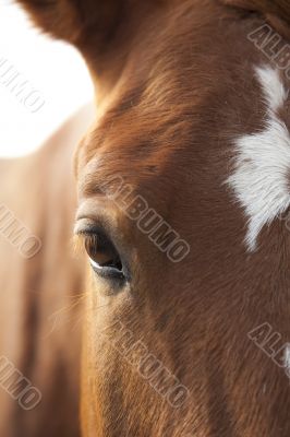 Horse`s Eye